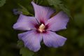 Hibiscus syriacus Blue Bird IMG_4793 Ketmia syryjska